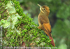 Tawny-winged Woodcreeper