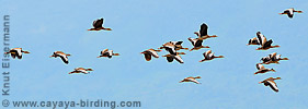 Black-bellied Whistling-Duck