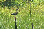 Black-bellied Whistling-Duck