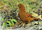 Ruddy Woodcreeper