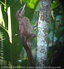 Northern Barred Woodcreeper