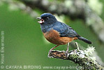 Cinnamon-bellied Flowerpiercer