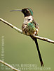 male Slender Sheartail