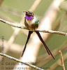 male Slender Sheartail