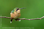 female Slender Sheartail