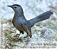 Gray Catbird