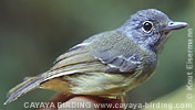 Plain Antvireo