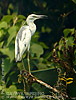 Little Blue Heron