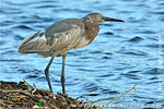 Reddish Egret