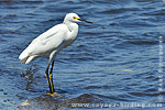 Snowy Egret