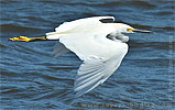 Snowy Egret