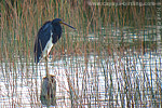 Tricolored Heron