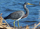 Tricolored Heron