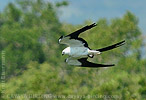 Swallow-tailed Kite