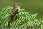 White-throated Flycatcher