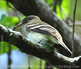 Alder Flycatcher