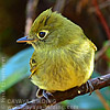 Yellowish Flycatcher