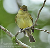 Yellow-bellied Flycatcher