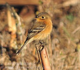 Buff-breasted Flycatcher