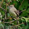 Hammond's Flycatcher