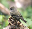 Hammond's Flycatcher