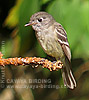 Least Flycatcher