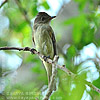 Willow Flycatcher