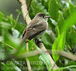 Willow Flycatcher