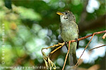 Willow Flycatcher