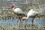 White Ibis