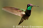 male Rivoli's Hummingbird