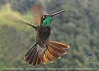 male Rivoli's Hummingbird