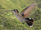 female Rivoli's Hummingbird