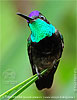 male Rivoli's Hummingbird