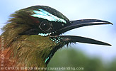 Turquoise-browed Motmot