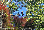 Orange-breasted Falcon