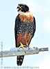 Orange-breasted Falcon