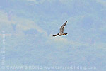 Peregrine Falcon