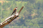 American Kestrel