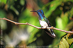 White-necked Jacobin