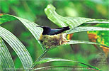 White-necked Jacobin nest