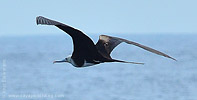 Magnificent Frigatebird 