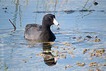 American Coot