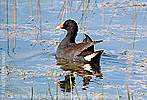 Common Gallinule