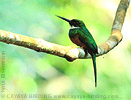 Rufous-tailed Jacamar