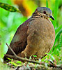 White-faced Quail-Dove