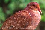 Ruddy Quail-Dove