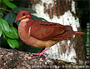 Ruddy Quail-Dove