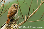 Ridgway's Pygmy Owl