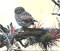 brown morph Ridgway's Pygmy Owl